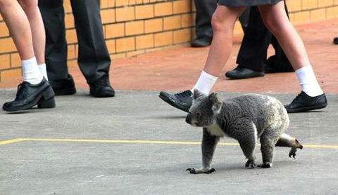 St Philip's Christian College - Education VIC 3
