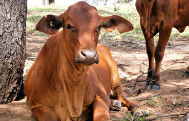 Alkoomi Outback Skills Farm - Education VIC 5