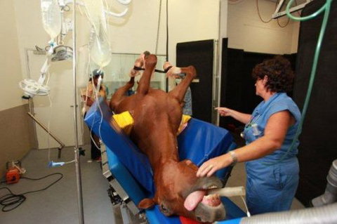 Pacific Vetcare - Education VIC 6