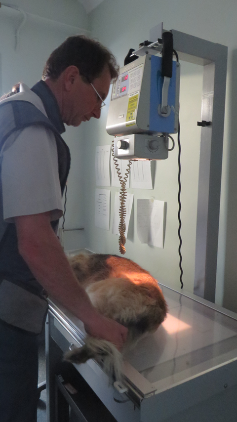 Grafton Veterinary Clinic - Education VIC 3