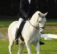 Encantador The Riding School - Education VIC