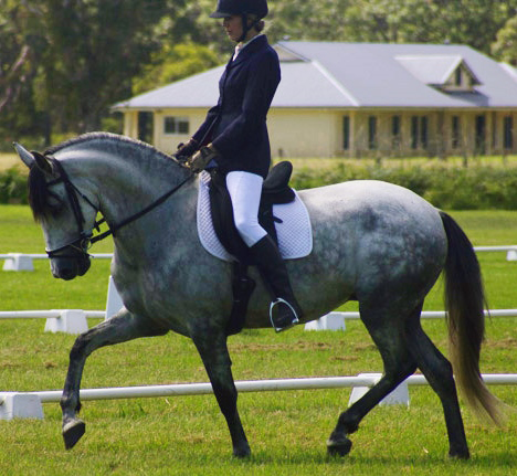 Encantador The Riding School - Education VIC 1