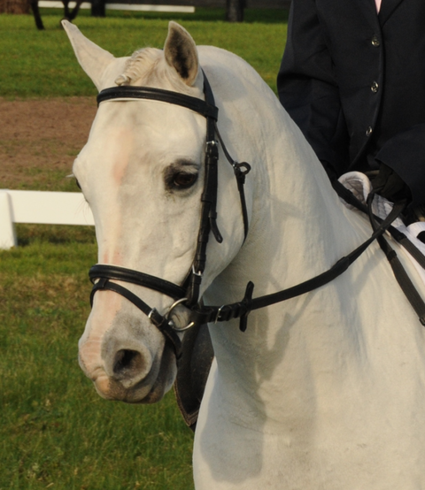 Encantador The Riding School - Education VIC 2