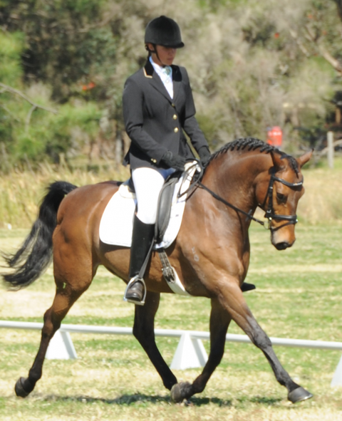 Encantador The Riding School - Education VIC 4