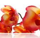 Sydney College of Skin Care - Education VIC